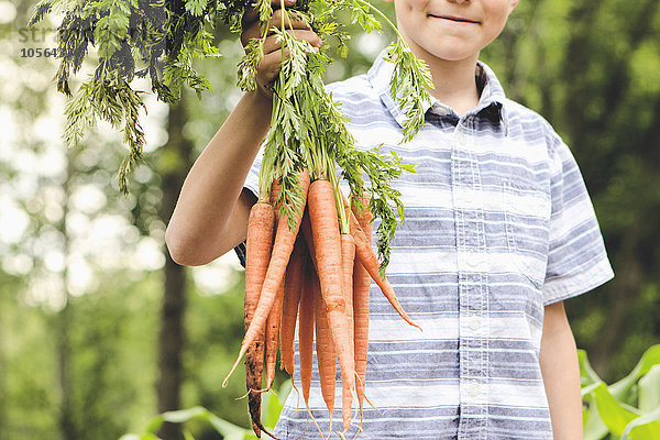 Kaukasischer Junge hält Karotten im Garten