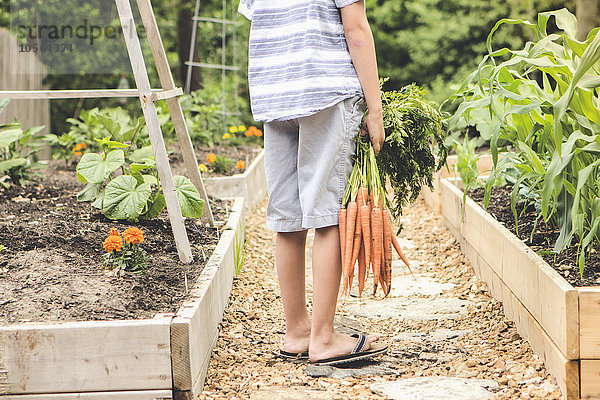 Kaukasischer Junge hält Karotten im Garten