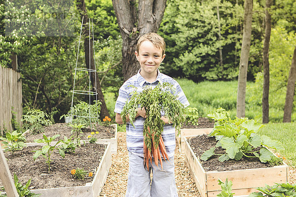 Kaukasischer Junge hält Karotten im Garten