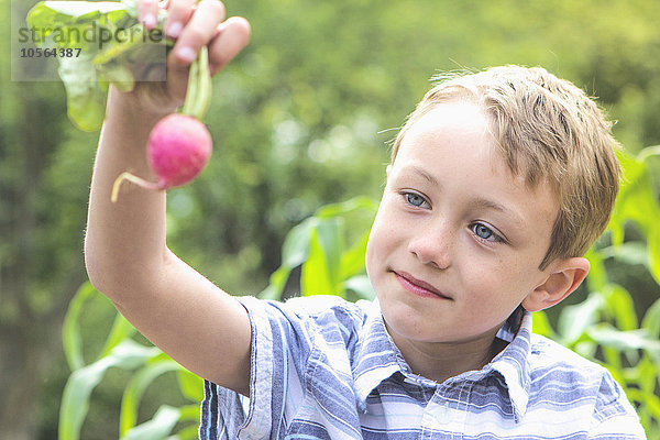 Kaukasischer Junge hält Rettich im Garten