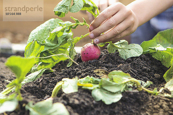 Kaukasischer Junge pflückt Rettich im Garten