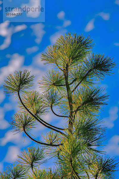Niedriger Blickwinkel auf einen Baum unter blauem Himmel