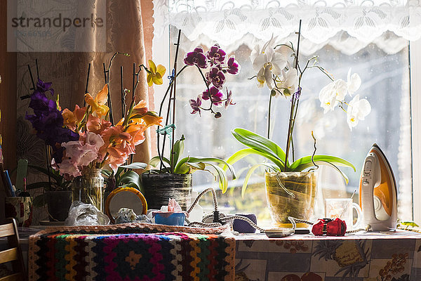 Topfpflanzen auf dem Tisch am Fenster