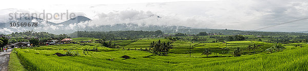 Panoramablick auf ländliche Reisfelder  Jatiluwih  Bali  Indonesien