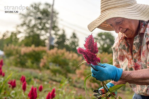 Seniorin beim Ernten und Schneiden von Blumen auf dem Bauernhof