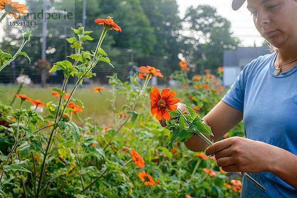 Schnappschuss einer jungen Landarbeiterin  die frische Blumen zubereitet.