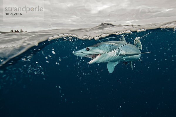 Unterwasseransicht von jungen Makohaien  die mit der Angelschnur kämpfen  Pazifikseite  Baja California  Mexiko