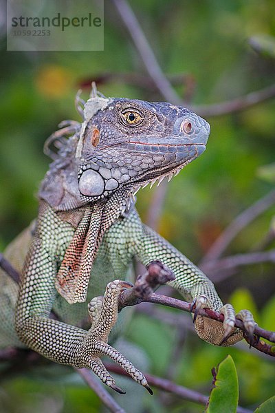 Iguana auf dem Ast mit Blick auf die Kamera lächelnd  St. Croix  US Virgin Islands