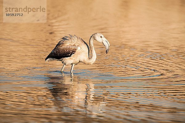 Seitenansicht des jugendlichen Flamingos im Wasser  San Pedro del Pinatar  Region Murcia  Spanien