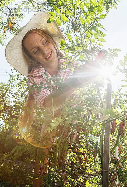 Mittlere erwachsene Frau im Garten  Tomaten pflücken  niedriger Blickwinkel