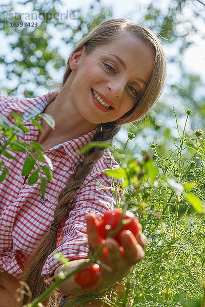 Mittlere erwachsene Frau im Garten  Tomaten pflücken