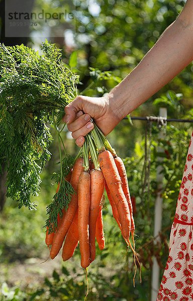 Mittlere erwachsene Frau im Garten  hält einen Haufen Karotten  konzentriert sich auf die Hand.