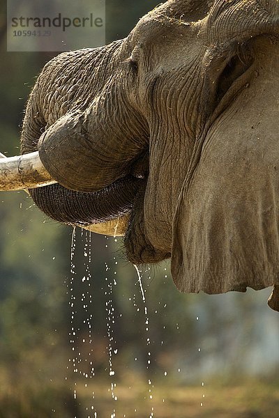 Elefantenbulle (Loxodonta africana)  Nahaufnahme  Mana Pools Nationalpark  Simbabwe