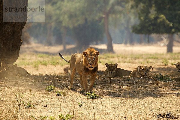 Porträt des männlichen Löwen (Panthera leo)  Mana Pools Nationalpark  Simbabwe