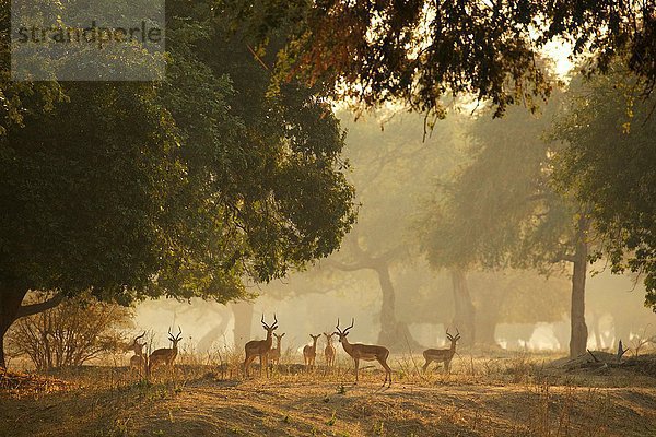 Gruppe von Impala (Aepyceros melampus)  Mana Pools Nationalpark  Simbabwe
