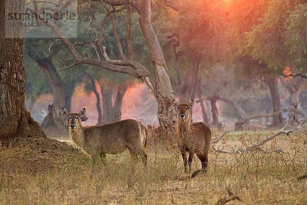 Zwei weibliche Wasserböcke (Kobus ellipsiprymnus)  Mana Pools National Park  Simbabwe