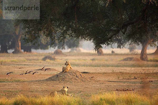 Löwinnen (Panthera leo)  Rückansicht  Mana Pools Nationalpark  Simbabwe