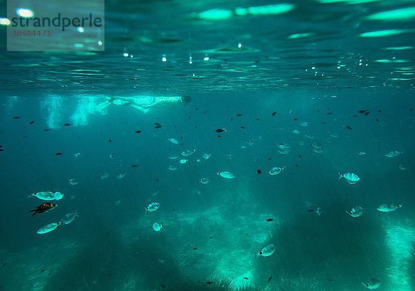 Unterwasseransicht des reifen Mannes beim Schnorcheln auf der Meeresoberfläche  Menorca  Balearen  Spanien