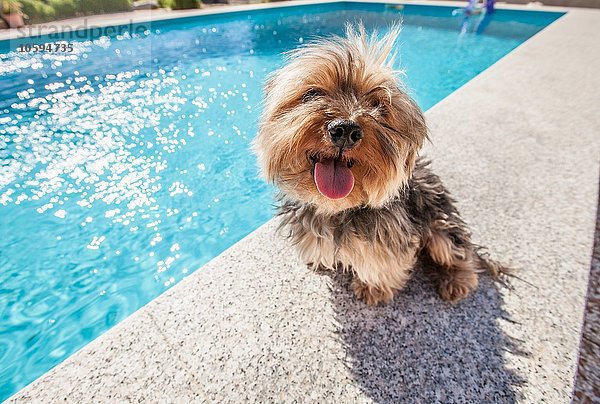 Hund sitzend am Schwimmbad an einem sonnigen Tag