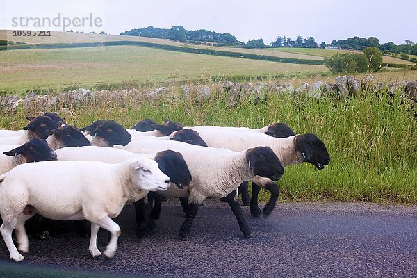 Seitenansicht der Schafe auf der Landstraße  Cumbria  UK