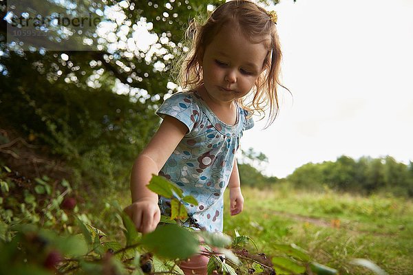 Junges Mädchen im Feld  Beeren pflücken