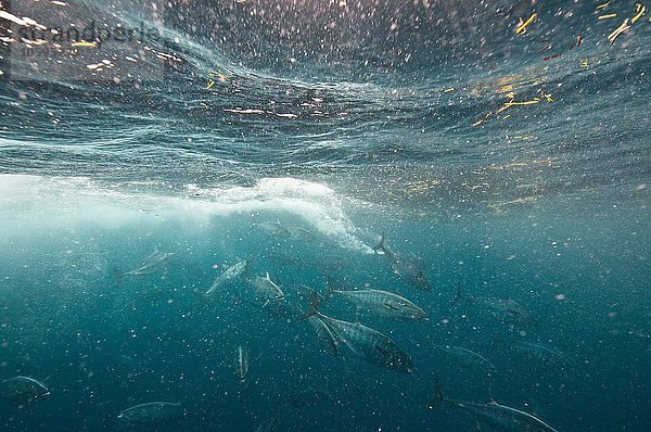 Bonito-Fisch greift einen Sardinenköder an  Isla Mujeres  Mexiko