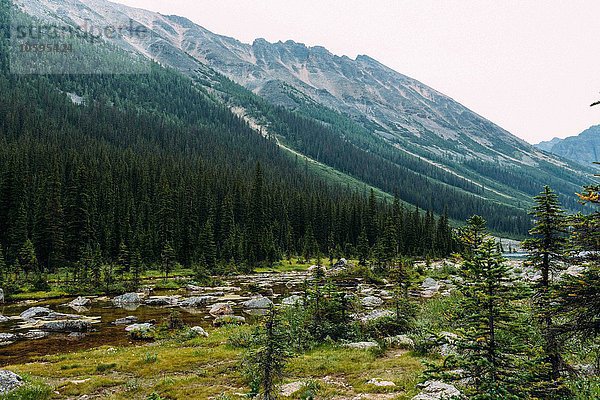 Felslandschaft und Wald unter den Bergen  Moraine Lake  Banff National Park  Alberta Canada