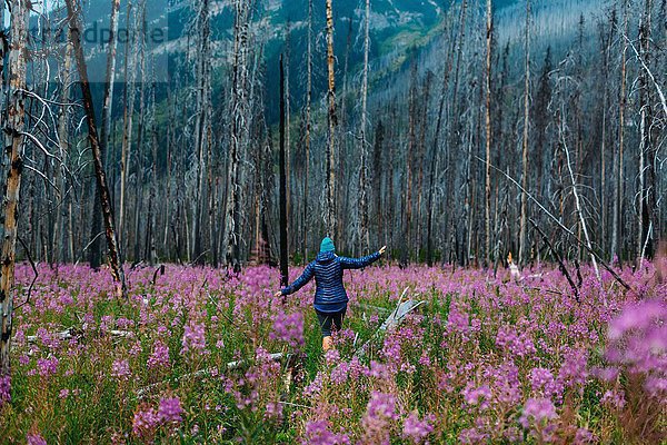 Rückansicht der mittleren erwachsenen Frau beim Balancieren auf umgestürztem Baum im Feld der Wildblumen  Moränensee  Banff Nationalpark  Alberta Canada