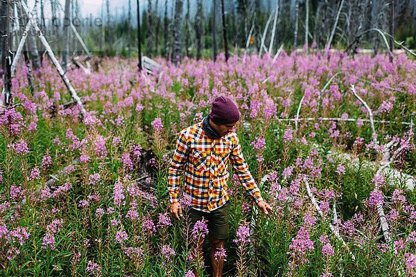 Mittlerer erwachsener Mann mit Karohemd im Feld der Wildblumen  Moränensee  Banff National Park  Alberta Canada