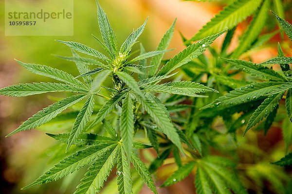 Nahaufnahme der Cannabispflanze  Sebastapol  Kalifornien  USA