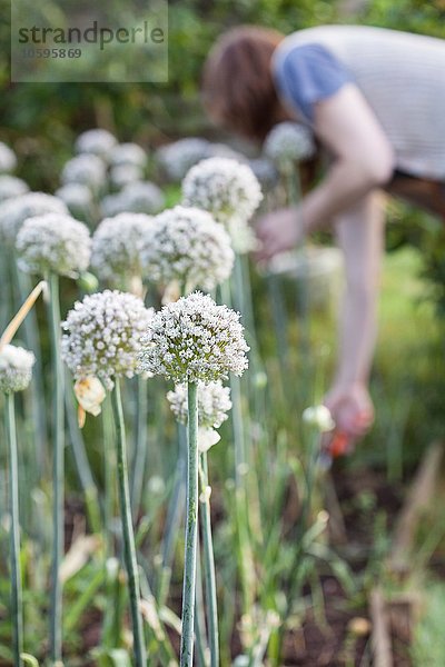 Reife Frau  Outdoor  Gartenarbeit  Fokus auf Blumen im Vordergrund