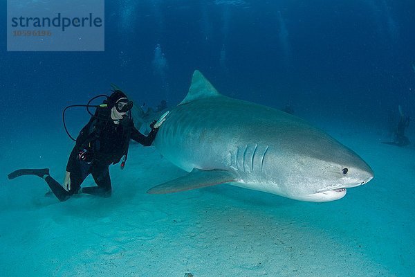 Unterwasseransicht von Taucher beim Berühren des Tigerhais am Meeresgrund  Tiger Beach  Bahamas