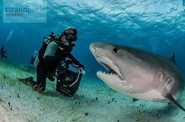 Unterwasseransicht von Taucher auf dem Meeresgrund  Tigerhai  Tiger Beach  Bahamas