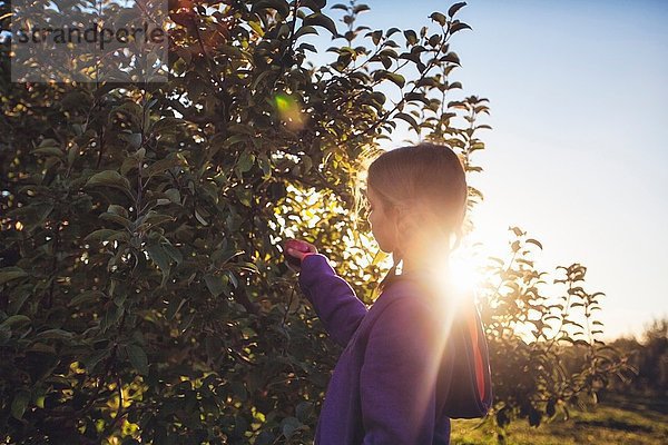 Seitenansicht des Mädchens im Obstgarten beim Apfelpflücken vom Baum