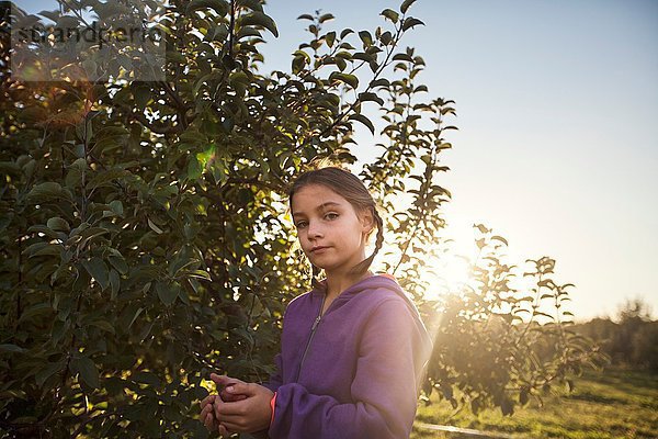 Mädchen im Obstgarten pflückt Apfel vom Baum  schaut in die Kamera