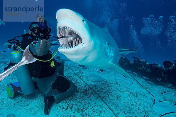 Dive Master Handfütterung weiblicher Bullenhai  Playa del Carmen  Quintana Roo  Mexiko