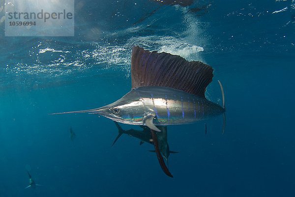 Unterwasser-Seitenansicht des Atlantischen Segelfisches  Isla Contoy  Quintana Roo  Mexiko