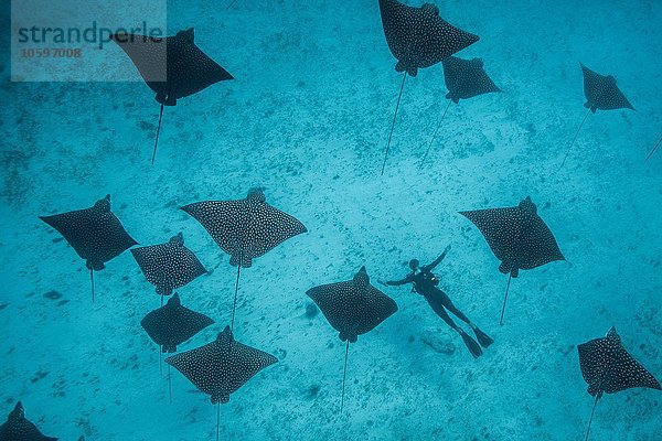 Unterwasser-Overhead-Ansicht von gefleckten Adlerrochen und Taucher  die Schatten auf den Meeresboden werfen  Cancun  Mexiko