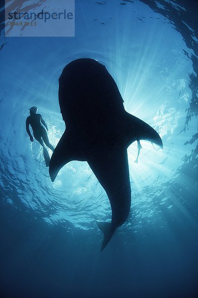 Unterwasseransicht von unten ein unvorsichtiger Walhai von Taucher  der längsseits schwimmt  hinterleuchtet  Isla Mujeres  Mexiko