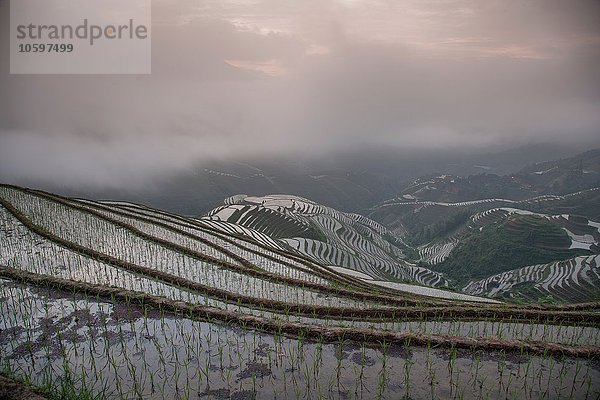 Erhöhter Blick auf Reisfelder bei Longsheng terrassierten Reisfeldern  Guangxi Zhuang  China