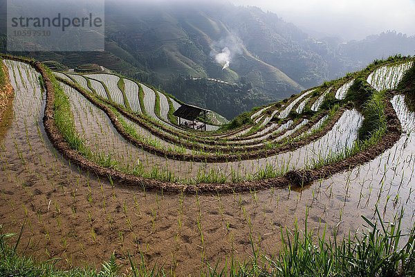 Hochwinkelansicht der Reisfelder auf den terrassierten Reisfeldern von Longsheng  Guangxi Zhuang  China