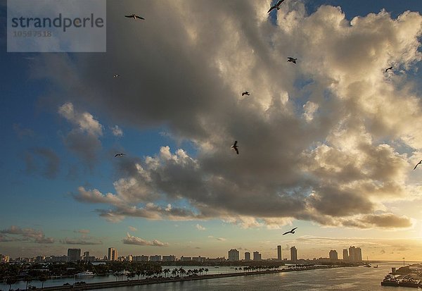Erhöhter Blick auf Möwen  die über Miami Beach  Florida  USA fliegen.