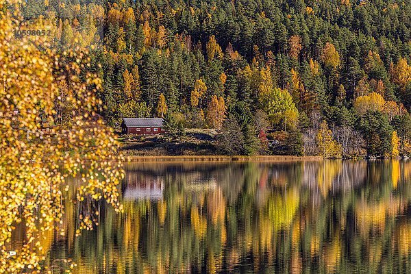 Pinien und Hütte im See  Kolbotn  Norwegen
