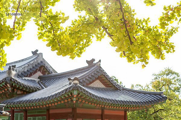 Pagodendächer unter gelbem Laub  Korea  Seoul