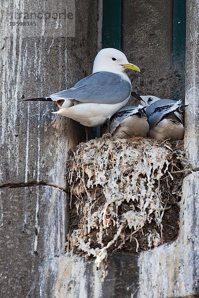 Familie der Schwarzbeinigen Dreizehenmöwen (Rissa tridactyla) im Nest auf dem Sims des Gebäudes