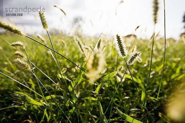 Nahaufnahme von sonnenbeschienenen langen Gräsern im Feld