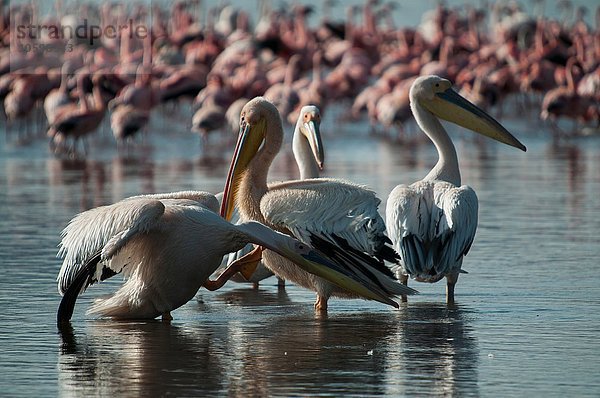 Pelikane und Flamingos in den Untiefen des Lake Nakuru  Kenia