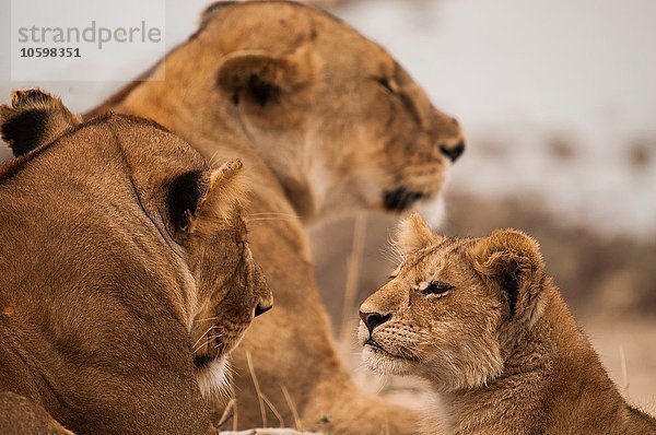 Alert Löwenjunges und Löwinnen  Masai Mara  Kenia