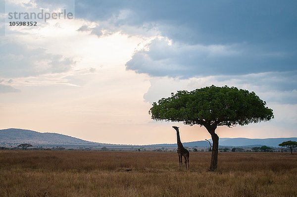 Giraffe greift in der Dämmerung nach Baumblättern  Masai Mara  Kenia