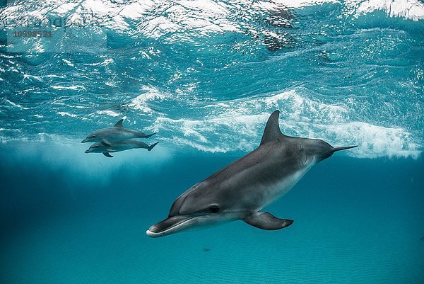 Atlantische Fleckendelfine beim Surfen auf Wellen  Blick in die Kamera  Northern Bahamas Banks  Bahamas
